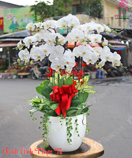 Lan Hồ Điệp tại Châu Đức